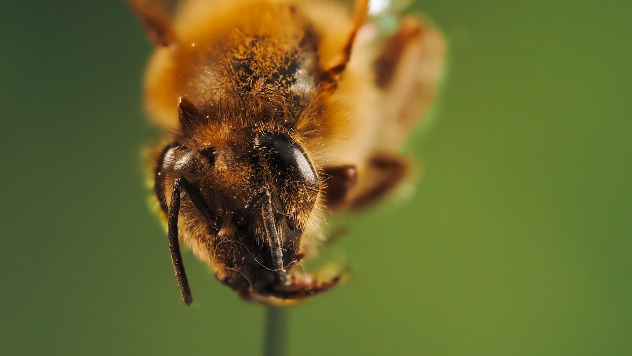 services-03 Detailed macro photograph showcasing the intricate features of a honeybee in natural light.