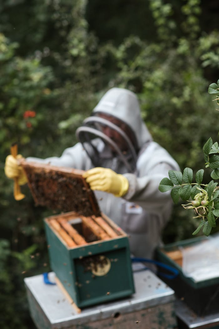 services-04 Beekeeper wearing protective gear examines a honeycomb frame in a verdant outdoor apiary.