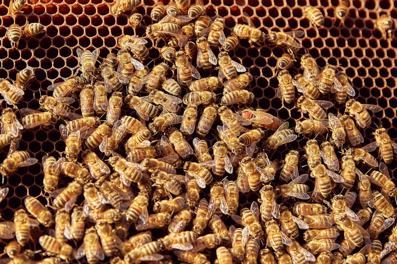 A detailed close-up capturing honeybees working on a honeycomb structure, showcasing their vibrant activity.