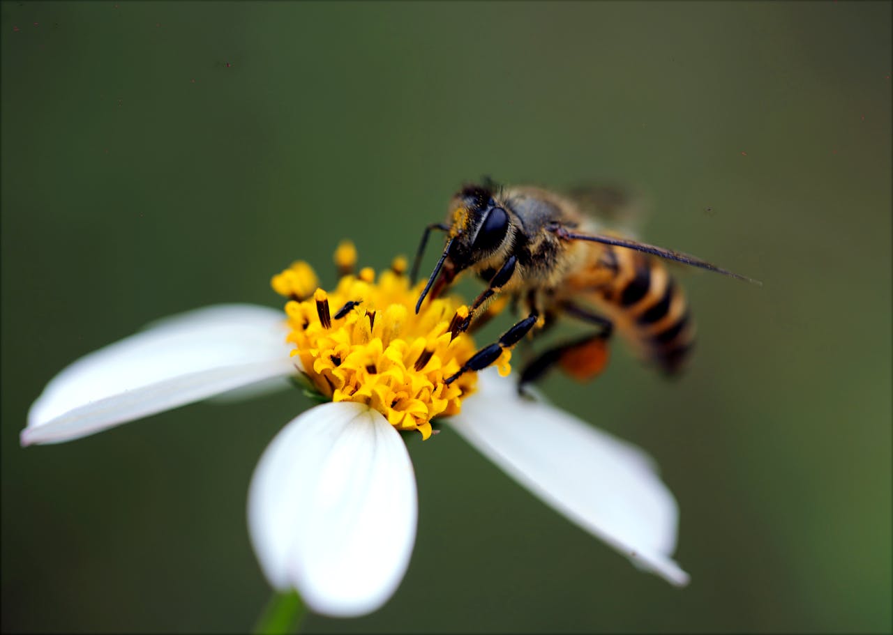 services-02 Macro shot of a bee collecting nectar from a white flower, showcasing pollination in nature.
