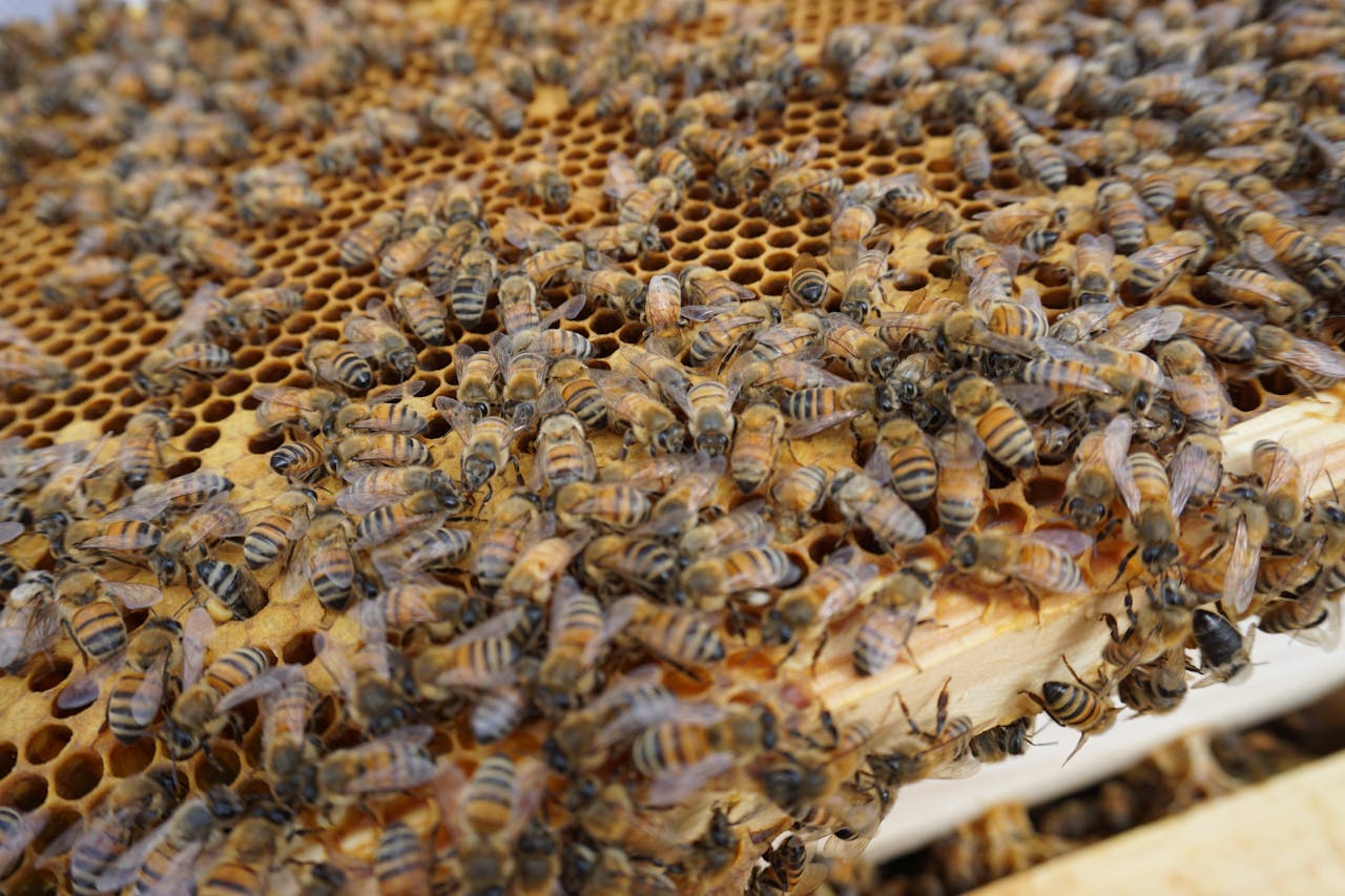 Detailed view of honeybees busy on a beehive honeycomb, showcasing natural beekeeping in action.